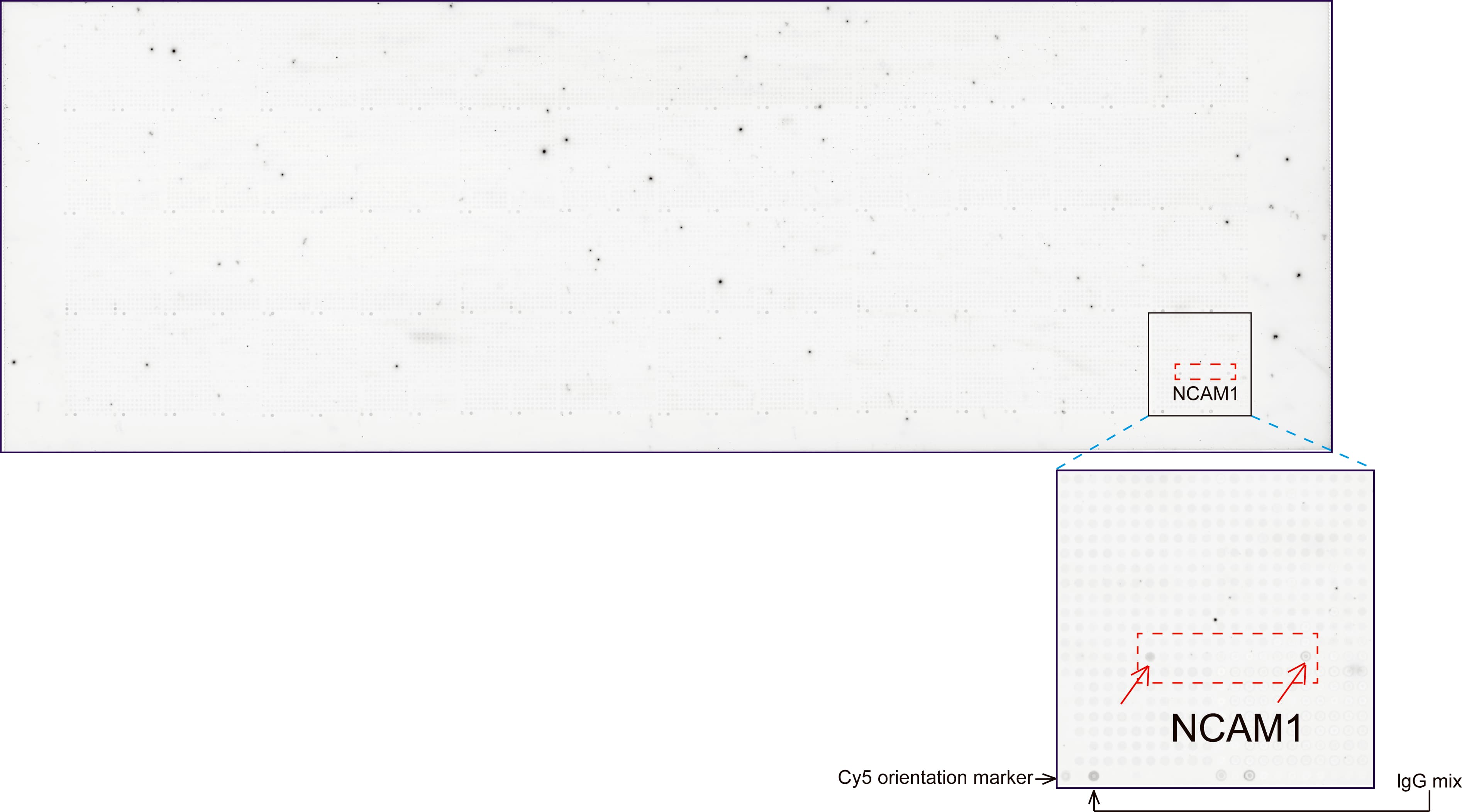 Monoclonal Mouse anti-Human NCAM / CD56 Antibody (clone UMAB194, Carrier-free, aa20-718, IHC, WB)