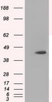 HMRF1L / MTRF1L Antibody (clone OTI1C8)