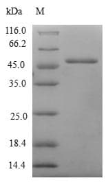 Human MSRB3 Protein (Recombinant GST, N-terminus)