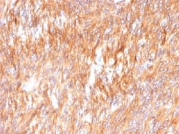 CANX / Calnexin Antibody (clone CANX/1541)