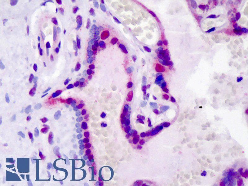 IHC-plus™ LEO1 Antibody (phospho-Ser10)