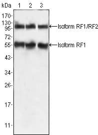 EDR / PEG10 Antibody (clone 4C10A7)