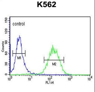 ACSBG2 Antibody (aa237-265)