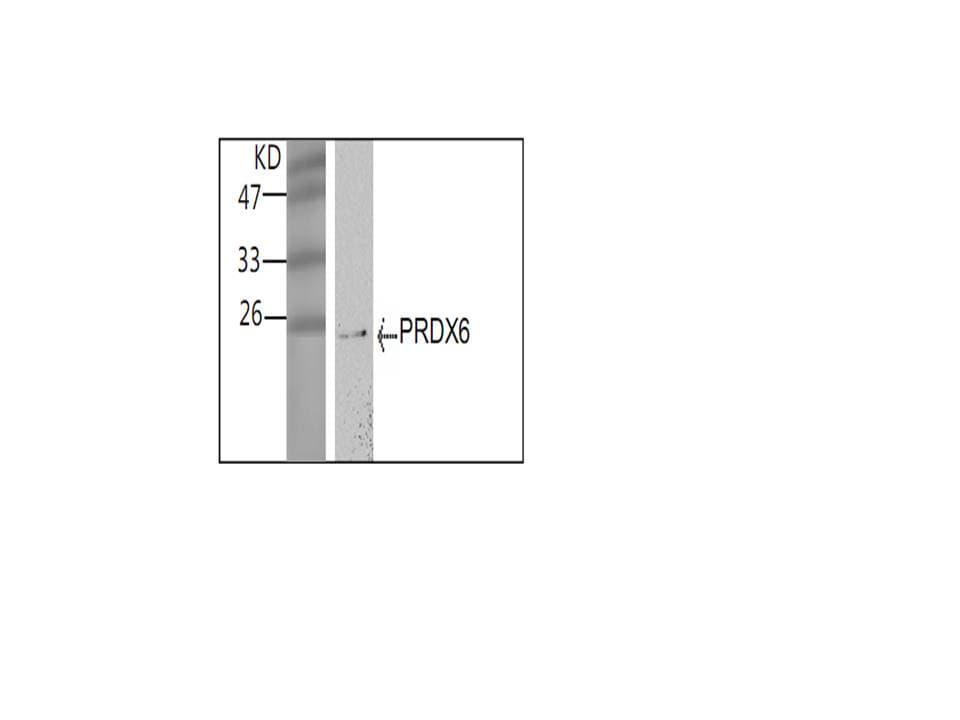 Monoclonal Mouse anti-Human PRDX6 / Peroxiredoxin 6 Antibody (WB)