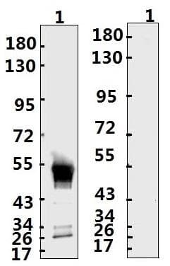 Recombinant Monoclonal Human anti-Coronavirus SARS-CoV-2 Nucleoprotein Antibody (WB)