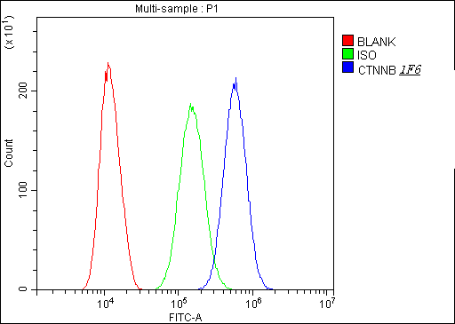 CTNNB1 / Beta Catenin Antibody