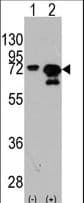 IHC-plus™ Heat Shock Protein 70 / HSPA1A Antibody (Tyr525)