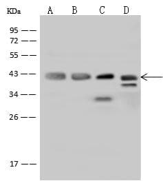 PPID / Cyclophilin D Antibody