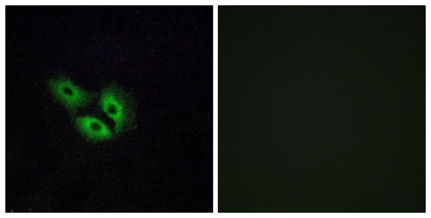 Polyclonal Rabbit anti-Human OR4E2 Antibody (IF)