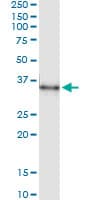 MSX1 Antibody (clone 2B12)