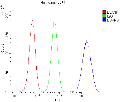 ESRRG / ERR Gamma Antibody