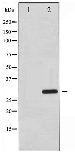ATF1 Antibody (phospho-Ser63)