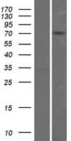 ZNF555 Protein (Over-Expression Lysate Myc-DDK (Flag))