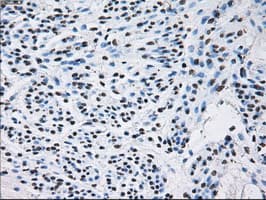 ID3 Antibody (clone OTI5C7)