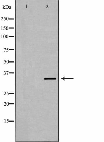 EPCAM Antibody