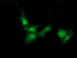 STAT4 Antibody (clone OTI2G5)