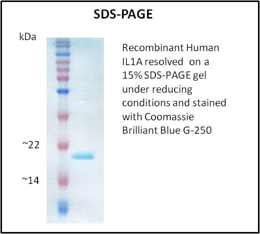 Human IL1A / IL-1 Alpha Protein (Recombinant)