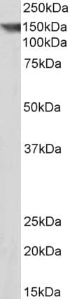 PathPlus™ CNTN1 / gp135 / Contactin 1 Antibody (aa313-324)