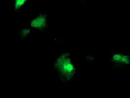 FBXO21 Antibody (clone OTI3C11, Carrier-free)