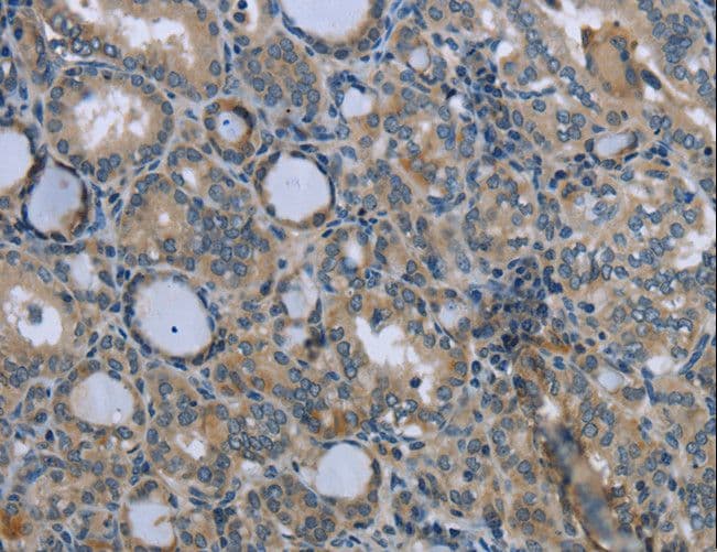 Polyclonal Rabbit anti-Human EGFL8 / NG3 Antibody (IHC)