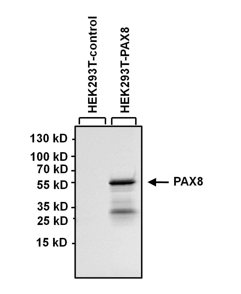 IHC-plus™ Monoclonal Mouse anti-Human PAX8 Antibody (clone 1F8-3A8, IHC, IF, WB)