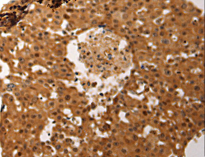 AP-1 / JUND Antibody