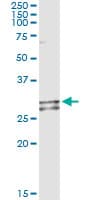 NDUFS3 Antibody (clone 1D6)