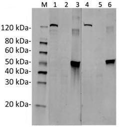 Monoclonal Mouse anti-Staphylococcus aureus Streptococcus pyogenes CRISPR-associated endonuclease Cas9/Csn1 Antibody (clone 26H10, IF, WB)