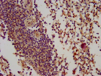 BIN2 Antibody