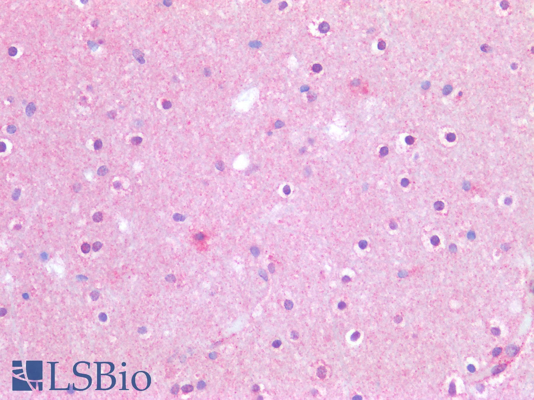 IHC-plus™ APP / Beta Amyloid Precursor Antibody (clone 3E9)