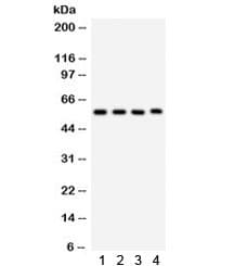 CYP1A1 Antibody
