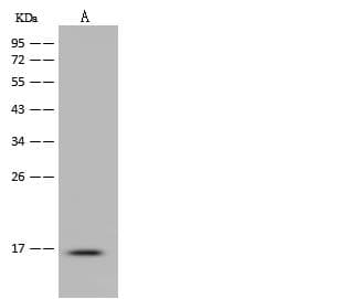 Polyclonal Rabbit anti-Human IL3 Antibody (Preservative Free, WB)