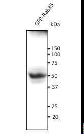 Polyclonal Goat anti-Mouse RAB35 Antibody (C-Terminus, WB)