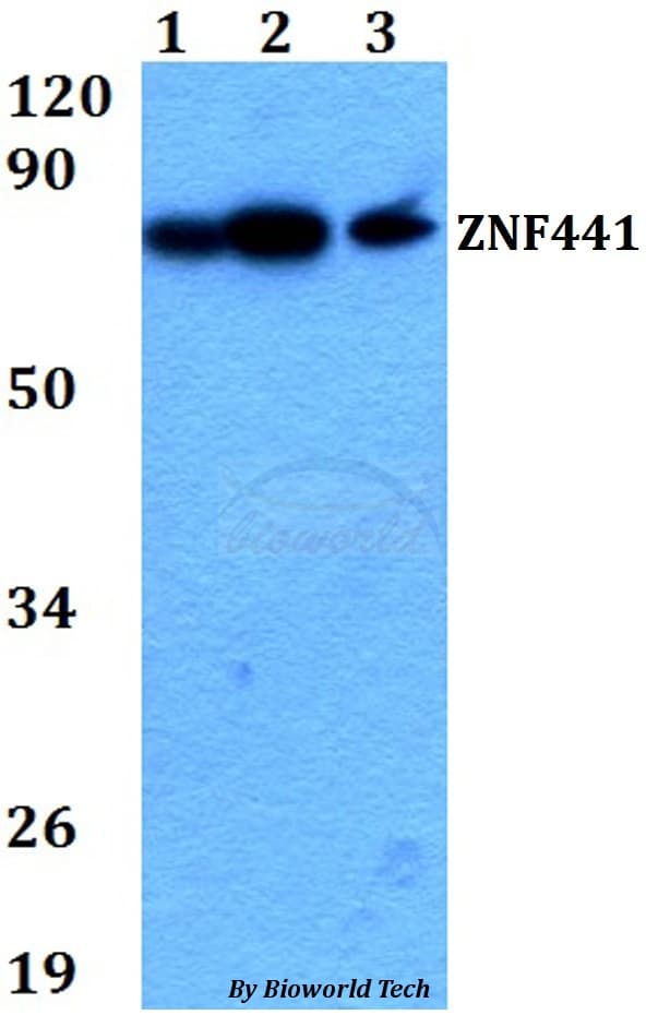 ZNF441 Antibody