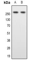 SPTBN1 / ELF Antibody (Internal)