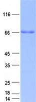 Human LHX4 Protein (Recombinant GST, N-terminus + His, C-terminus)