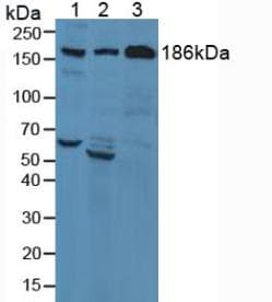 Complement C3c Antibody (aa1322-1661)