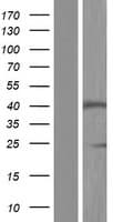 SLC35A2 / UGT Protein (Over-Expression Lysate Myc-DDK (Flag))