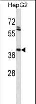 Mouse Anti-Human IgG1 Secondary Antibody