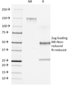 Monoclonal Mouse anti-Human CD7 Antibody (clone C7/511, IF)