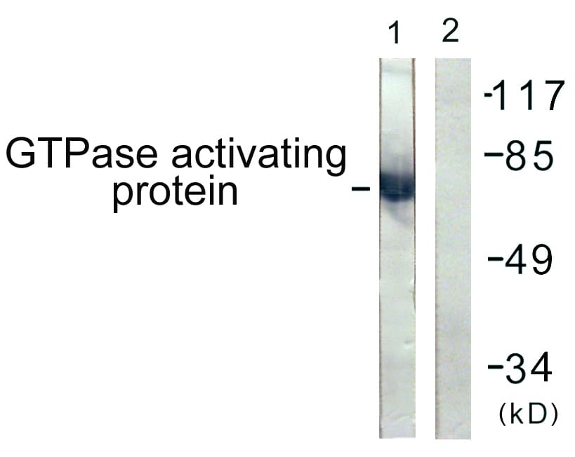 Polyclonal Rabbit anti-Human RACGAP1 / MGCRACGAP Antibody (aa353-402, IF, WB)