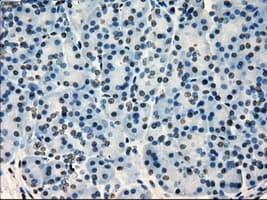 SATB1 Antibody (clone OTI11H4, Carrier-free)
