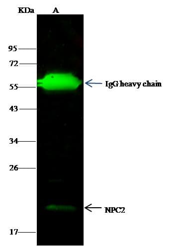 NPC2 Antibody (clone 012, Preservative Free)