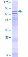 Human CRHR2 / CRF2 Receptor Protein (Recombinant GST)