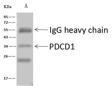 PDCD1 / CD279 / PD-1 Antibody