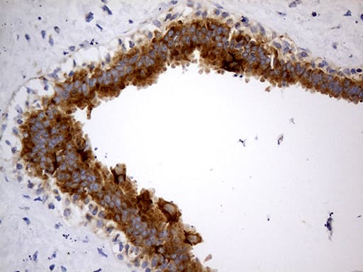 ABCF2 Antibody (aa1-235, clone OTI8F4, Carrier-free)