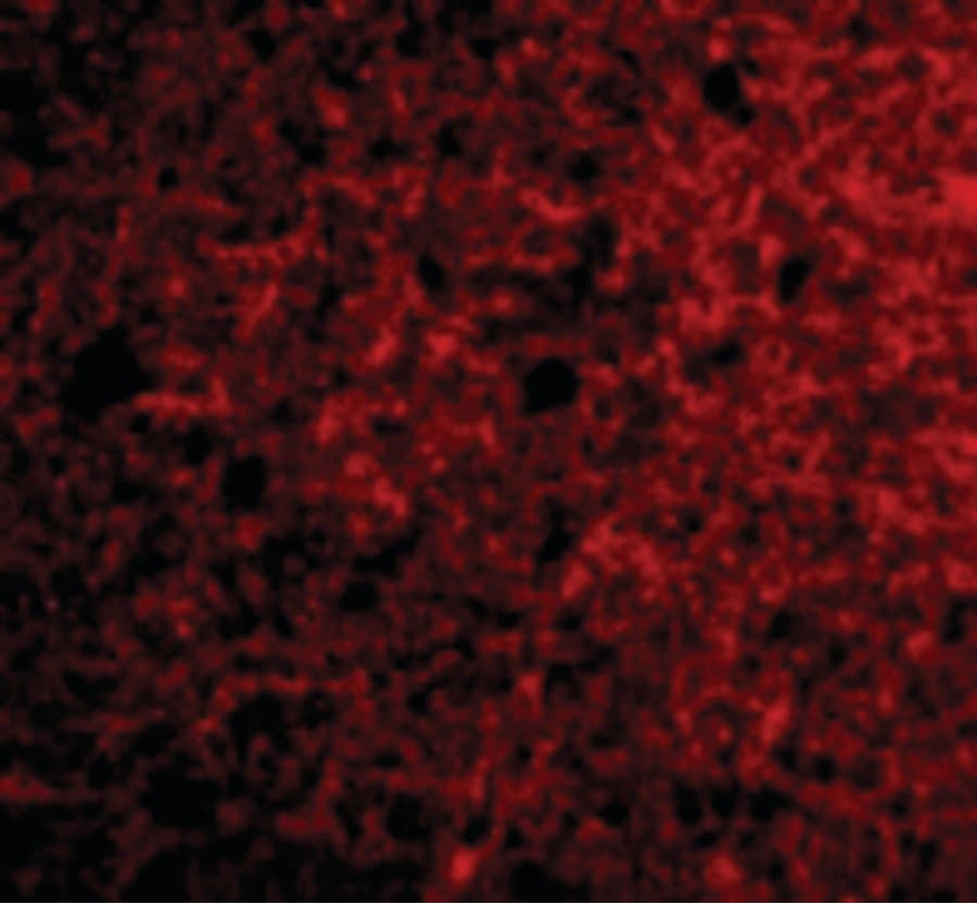IHC-plus™ Polyclonal Rabbit anti-Human Neurotrypsin Antibody (IHC, IF, WB)