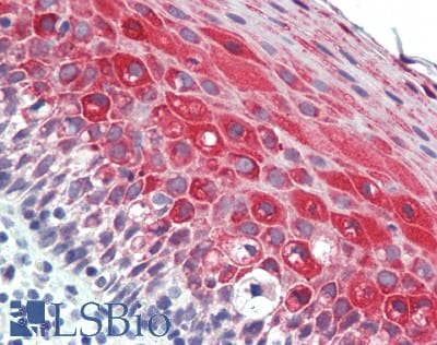 Polyclonal Rabbit anti-Human UCN2 / SRP Antibody (aa20-112, IHC, WB)