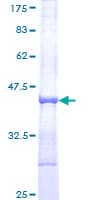 Human RNF130 Protein (Recombinant GST, N-terminus)