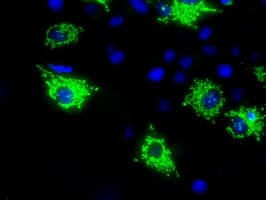 HMRF1L / MTRF1L Antibody (clone OTI1F11, Carrier-free)